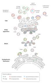 Hyperbaric chambers help maximize performance during aging. Edoc Ub Uni Muenchen De