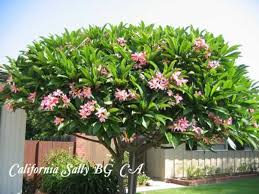 Pink Frangipani Tree Plumeria Tree Plumeria Tropical Landscaping