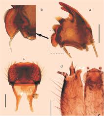 Image result for Heteromorpha sp. agg.