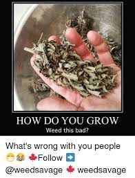 How Do You Grow Weed This Bad What S Wrong With You People Follow Weedsavage Meme On Me Me