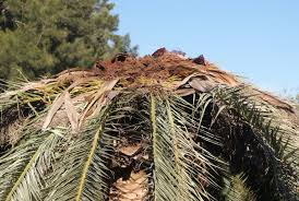 Maybe you would like to learn more about one of these? Awas 6 Jenis Kumbang Ini Perosak Tanaman Dalam Diam Impiana