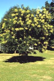 Image result for Sophora inhambanensis