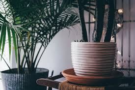 Plantes Tecnocampus