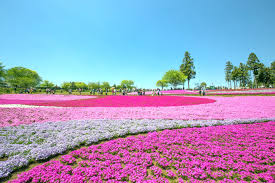 Beautiful spring pink flowers on blue pastel table top view. 23 Spring Flower Pictures From Around The World Conde Nast Traveler