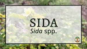 Image result for Sida javensis