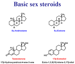 Testosterone is secreted in the testes of men and the ovaries of women. 16 Russu Steroid Sar Flashcards Quizlet