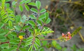 Image result for Indigofera astragalina-hirsuta