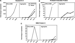 Self-Organization and Branching Morphogenesis of Primary Salivary  Epithelial Cells
