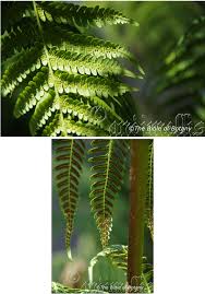 Image result for Digitaria gymnostachys