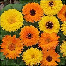 Package Of 500 Seeds Calendula Pacific Beauty Mixture Https Www Amazon Com Dp B003tpbkdo Ref Cm Sw R Pi Dp Calendula Marigold Flower Calendula Flower