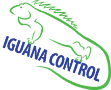 Top rated fort lauderdale pest control service. Iguana Control Florida S Largest Iguana Control Company