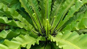 Image result for Aspleniaceae