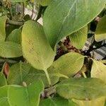 Image result for Phragmanthera usuiensis