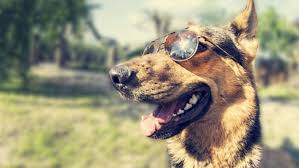 Steven thomasson, of cochise animal hospital in scottsdale, arizona, told the dodo vets are seeing more cancer than in previous years. How To Prevent Your Pup From Getting Skin Cancer