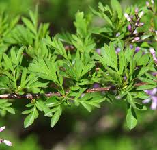 Image result for Trigonella laciniata