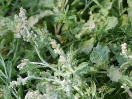 Image result for Gnaphalium polycaulon