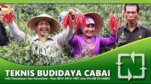 Penyakit kuning merupakan penyakit dimana seruruh tubuh mengalami perubahan warna kulit, kelenjar ludah bahkan sampai sclera (mata yang berwarna putih) berubah menjadi kuning. Cara Mengatasi Daun Cabai Kriting Dan Kuning Dengan Pupuk Organik Nasa Youtube