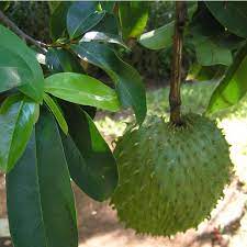 The soursop guanabana tree is low maintenance, easy to grow, and has the ability to boom and produce fruit at various times of the year. Buy Soursop Seeds Online Rarexoticseeds