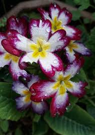 Image result for Anagallis gracilipes