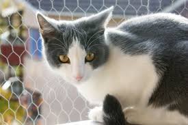 Check spelling or type a new query. Short Hair Grey And White Cat Breeds Novocom Top