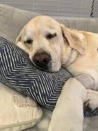 Coping with the loss of a beloved pet