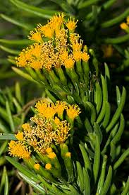 Image result for Senecio speciosus