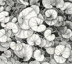 Image result for Dichondra