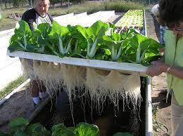 140 Aquaponics In The Philippines Ideas Aquaponics System Aquaponics Aquaculture