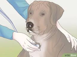 Flea bites are itchy and uncomfortable, and some species can even bite and infest human beings. How To Get Rid Of Fleas On A Puppy Too Young For Normal Medication