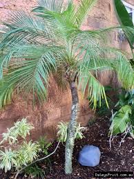 Check spelling or type a new query. Buy Dwarf Date Palm Tree Phoenix Roebelenii