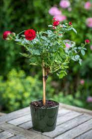 Maybe you would like to learn more about one of these? Anniversary Rose Bush Red Flowers By Flourish Discount Available