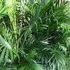 I've got an areca palm that's around 3 years old, and until the end of summer last year it was thriving. 1