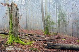 Brdy je členitá vrchovina v čechách a geomorfologickým podcelkom širšieho celku brdská vrchovina, ktorý celý (spolu s hřebeny a příbramskou pahorkatinou) sa taktiež nazýva brdy.v užšom význame sa za brdy označujú iba střední brdy a jižní brdy.najvyšším bodom je tok s výškou 865 m n. Protected Landscape Area Brdy Photos Protected Landscape Area Brdy Images Nature Wildlife Pictures Naturephoto