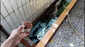 Kolam Ikan Gurame Di Halaman Rumah Youtube
