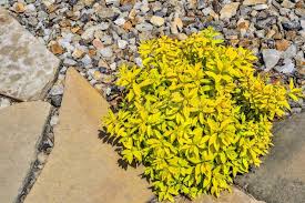 Image result for spirea japonica gold princess