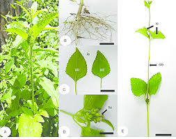 Image result for Ageratum conyzoides