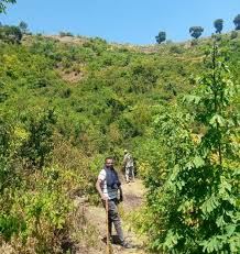 Image result for Lepidotrichilia volkensii