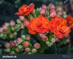 Image result for Kalanchoe rosalina