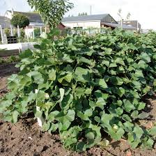 We did not find results for: Patate Douce Beauregard En Plants Ipomoea Batatas