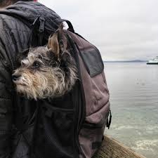 Dog backpack carriers are just the thing for when you're on the move with a dog that may not be able to keep up. Best Dog Carrier Backpacks For Miniature Schnauzers Fetch The Moment