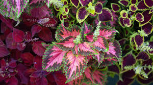 Image result for Coleus gracillimus