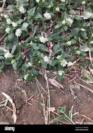 Image result for Gomphrena celosioides