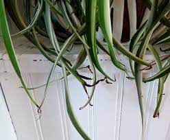 Why Are Spider Plant Leaves Turning Black Or Dark Brown Spider Plant Problems Are Rare But Are Plant Leaves Turning Plant Leaves Turning Brown Spider Plants