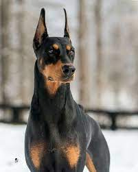 Pin On Doberman Pinscher Puppies For Sale
