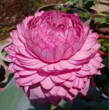 Check spelling or type a new query. à¤¦ à¤· à¤¯ à¤¤ à¤¨ à¤—à¤° On Twitter This Is The Maha Meru Flower Which Grows In The Himalayas And Blossoms Only Once Every 400 Years