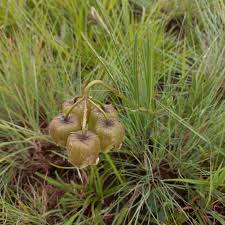 Image result for Pachycarpus