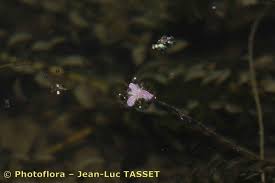 Image result for Lagarosiphon major