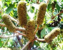 Image result for Aeschynomene mossambicensis