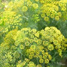 Dill seeds are much more flavorful than the leaves when dried. How To Grow Dill Better Homes Gardens