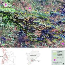 Image result for Otiophora pycnostachys